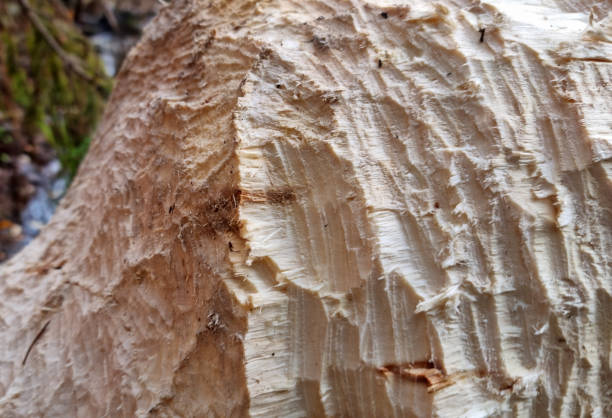Texture of a thick aspen trunk, gnawed by a beaver. Selective focus