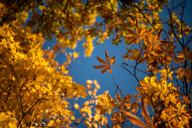 Golden leaves on tree branches with vibrant blue sky. Warm sunlight illuminates the foliage. Autumn season in full bloom.