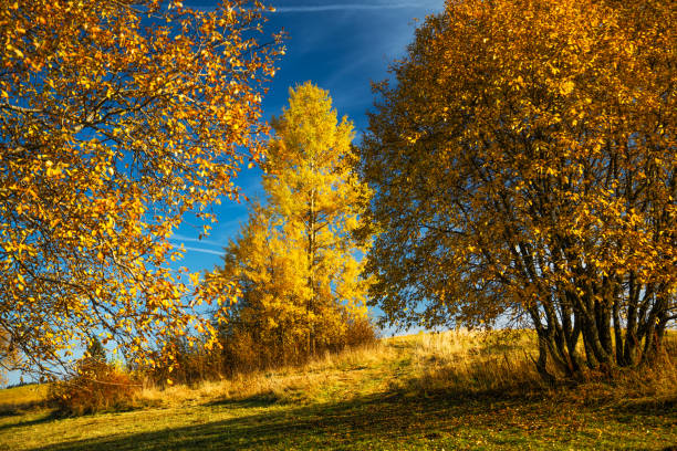 Golden autumn trees stand on a grassy meadow under a clear blue sky. Bright yellow leaves blanket the branches.
