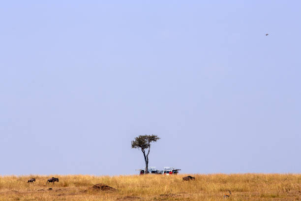 In the distance, under the sparse shade of an acacia tree, two safari vehicles are parked for a midday break, with tourists inside appearing in a mirage-like haze from the midday heat. The blurred, shimmering view, typical of the intense afternoon heat, reveals the harsh conditions of the African savanna. Just in front of the vehicles, a mother wildebeest and her calf, weary from the Great Migration, walk slowly, while nearby, a Thomson's Gazelle.