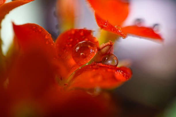 A captivating close-up photograph of a red flower adorned with sparkling dew drops, set against a black background. The vivid red petals and bright yellow stamens are highlighted by the water droplets, creating a striking contrast that emphasizes the flower's natural beauty and intricate details. This image is perfect for themes of freshness, nature, and floral elegance.