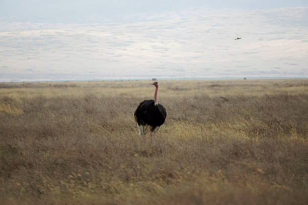 Safari Wildlife Serengeti
