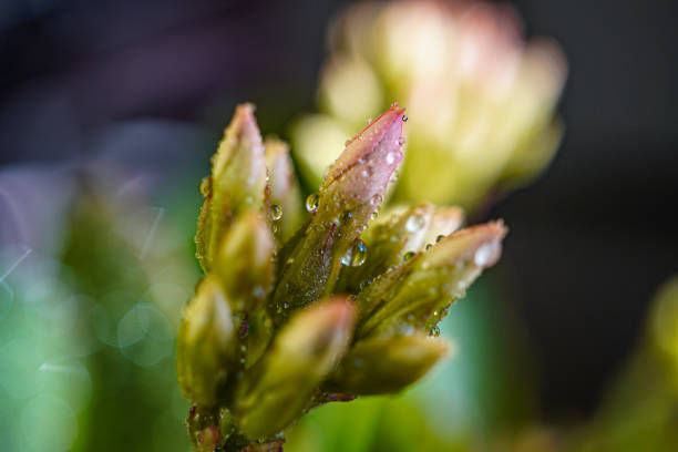 A young daffodil with a closed yellow bud that is about to open. Green blurred background