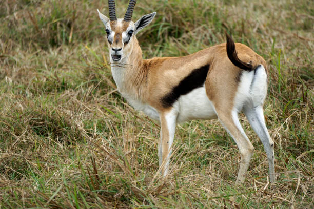 istock Serengeti Safari 2182488778
