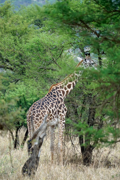 istock Serengeti Safari 2182489448