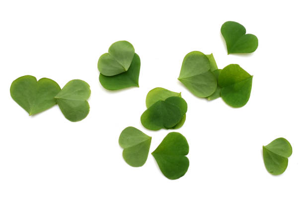 istock green shamrock leaves 2182489534