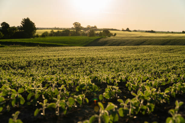 istock Small soybean plants thrive in a lush green field under the warm sunlight, showcasing their early growth stages against a serene countryside backdrop 2182489655