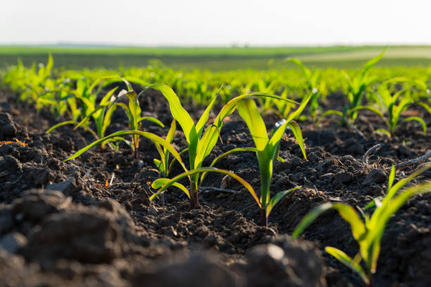 istock Small corn plants grow steadily in rich soil under bright sunlight, indicating a successful start to the growing season in the field 2182489673