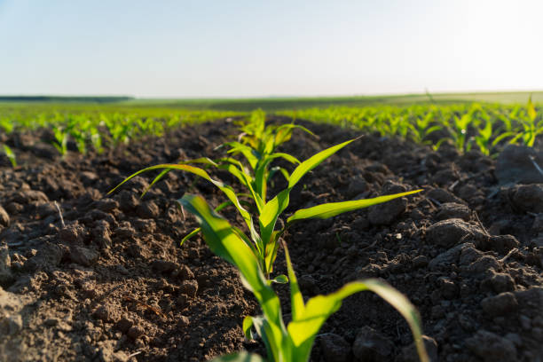 istock Small corn plants emerge from rich soil, stretching toward the sun in a vibrant field. This growth signifies the beginning of the crop season 2182489681