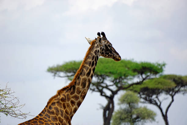 Safari Wildlife Serengeti