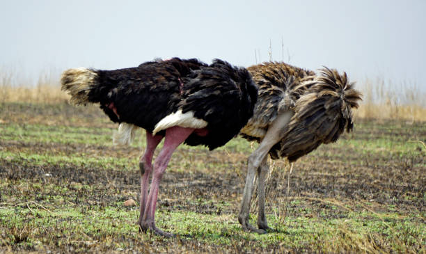 istock Serengeti Safari 2182489957