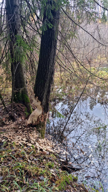 istock Report of a beaver's work gnawing on an aspen tree trunk. Day 1 2182492321