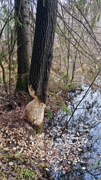 istock Report of a beaver's work gnawing on an aspen tree trunk. Day 2 2182492345