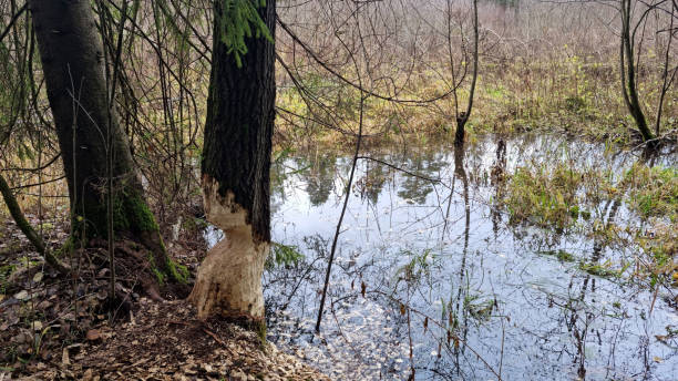istock Report of a beaver's work gnawing on an aspen tree trunk. Day 2 2182492355