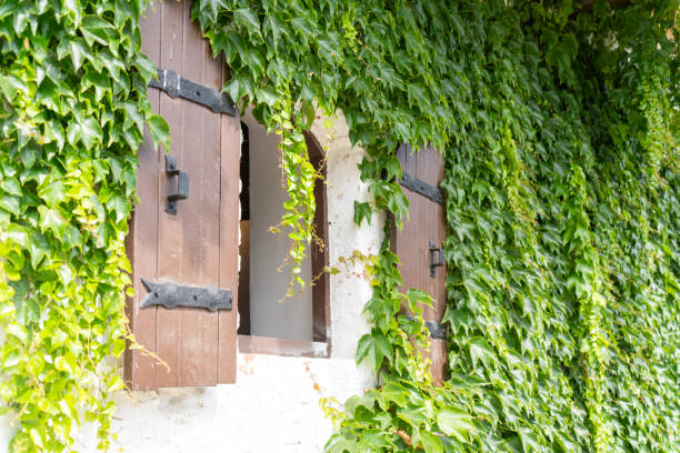 istock Wooden shutters on a white wall covered with green ivy 2182493535
