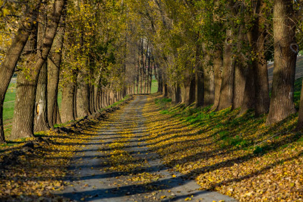 Photo with beautiful autumn background. Nature colored in yellow and with golden trees.