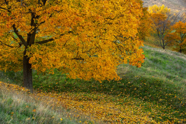 Photo with beautiful autumn background. Nature colored in yellow and with golden trees.