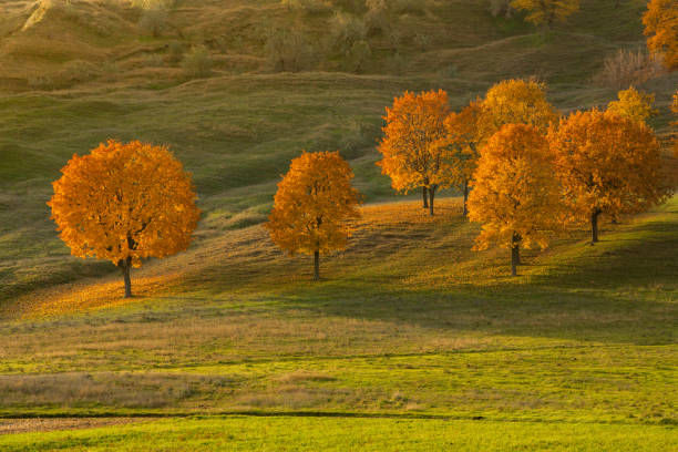 Golden hues of autumn blanket Stara Planina, Serbia. Vibrant foliage contrasts with rugged peaks, creating a tapestry of nature’s splendor.