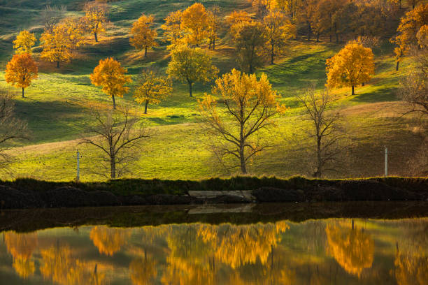 Photo with beautiful autumn background. Nature colored in yellow and with golden trees.