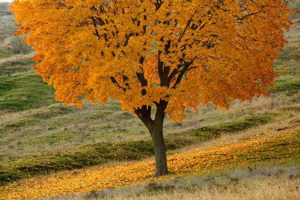 Photo with beautiful autumn background. Nature colored in yellow and with golden trees.