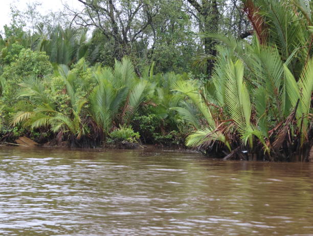 istock Bongawan river in Kota Kinabalu 2182495309