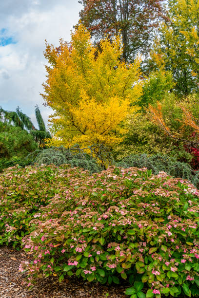 istock Kubtoa Autumn Variety 8 2182496009