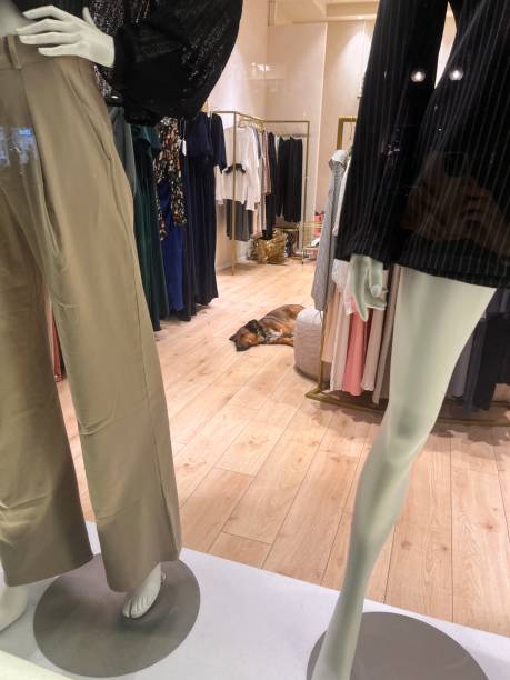 istock dog waiting for owner in boutique 2182496858