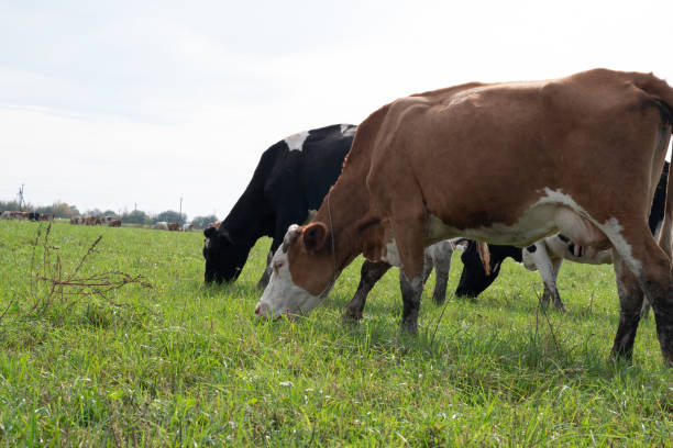 istock Cows graze in the pasture. Agriculture. Cattle breeding. 2182502007