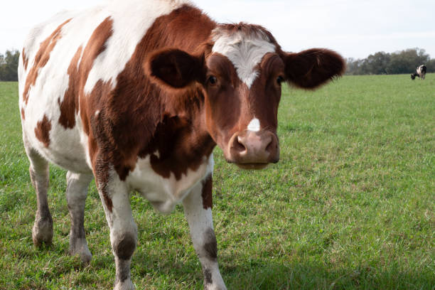 istock Cows graze in the pasture. Agriculture. Cattle breeding. 2182502051