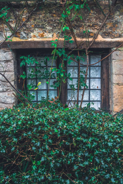 Old square window surrounded by creeping ivy plants