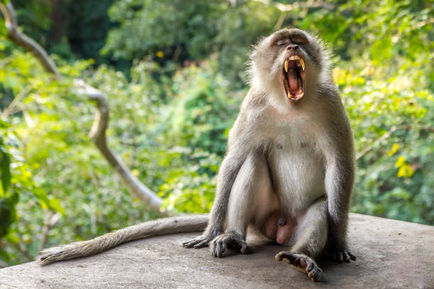 istock Monkey in a forest in Bali, Indonesia 2182502212
