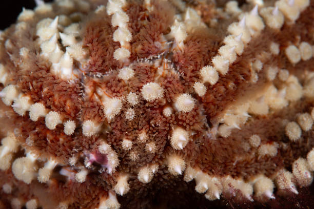 istock Marthasterias glacialis in impressive underwater macro close-up 2182502873