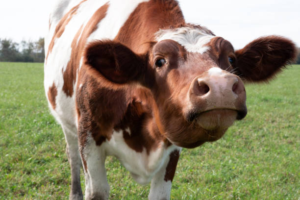 istock Cows graze in the pasture. Agriculture. Cattle breeding. 2182502926