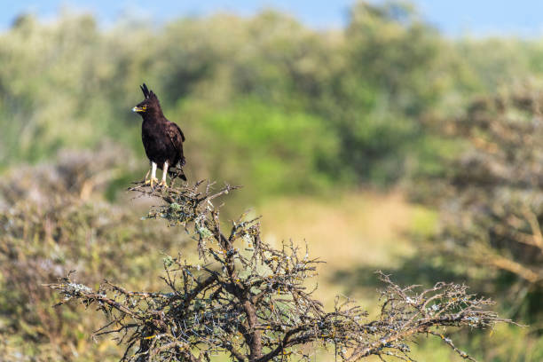 istock Long-crested eagle in Lake Nakuru national park 2182504438