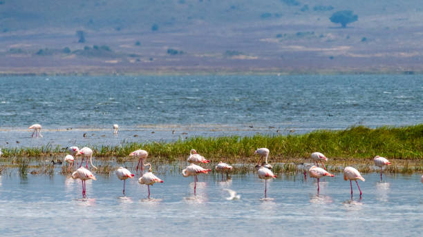 istock Flamingos in Lake Magadi 2182504480