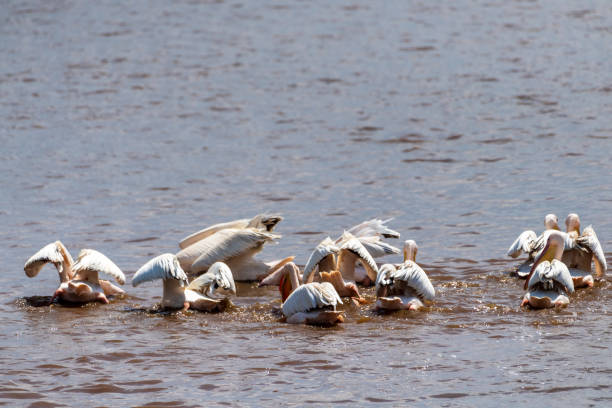 A pod of pelicans sits along the shore of Lake Nakuru, Kenya. They rest closely, showing pale plumage and long beaks, with the lake reflecting the scene, surrounded by greenery and distant hills.