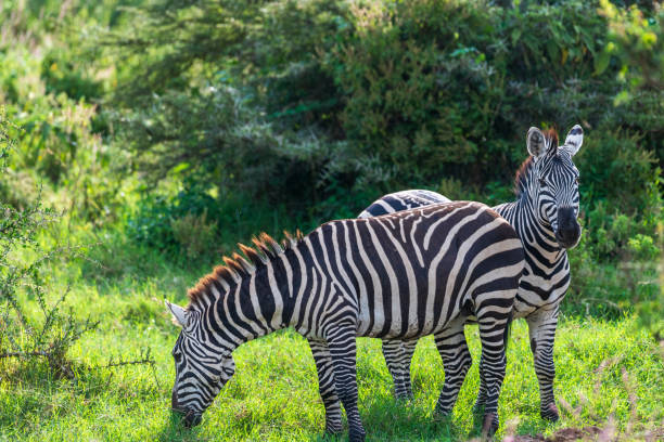 istock Zebra in lake nakamuru national park 2182504511