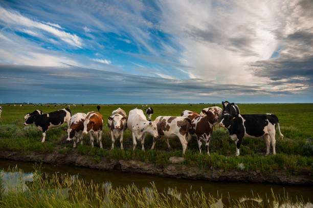 A horse’s ears frame the view as the rider approaches a group of Nguni cattle (Bos taurus indicus), grazing on the gentle slopes near a trickling stream. The shared use of land between livestock and riders is distinctly Wild Coast. This photo was taken in the Wild Coast of the Eastern Cape, South Africa.