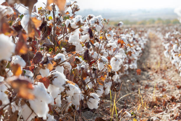istock cotton field ready for harvest 2182505982