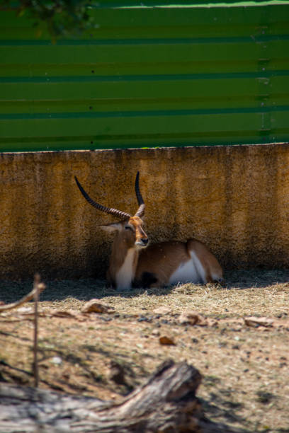 An antelope in the zoo