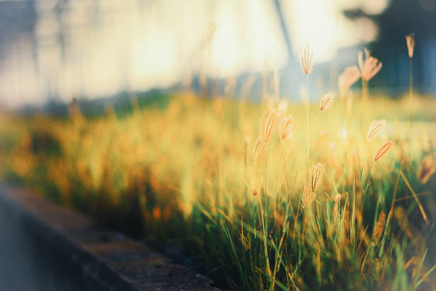 nature in big city