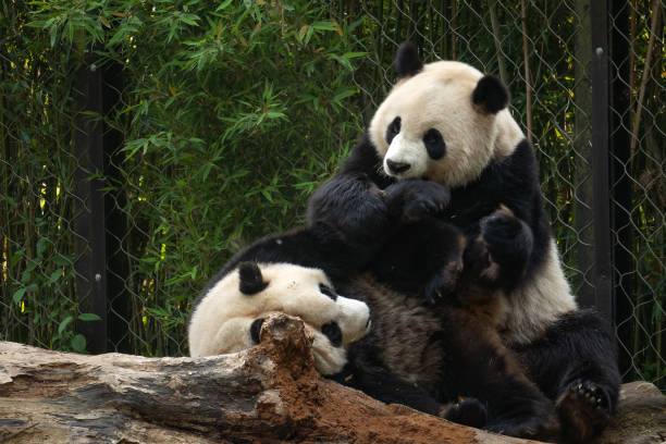 istock A giant panda playing with friend after the raining day 2182506490