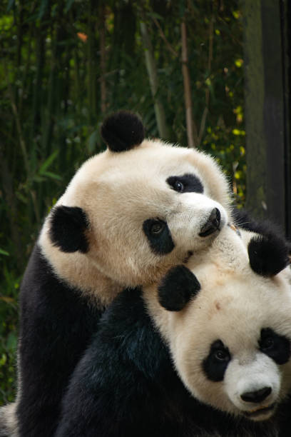istock A giant panda playing with friend after the raining day 2182506515