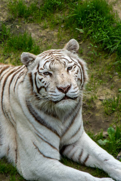 istock A majestic white tiger prowls gracefully through its habitat, its striking white coat adorned with bold black stripes. The piercing blue eyes of this rare and powerful predator capture the essence of 2182506895
