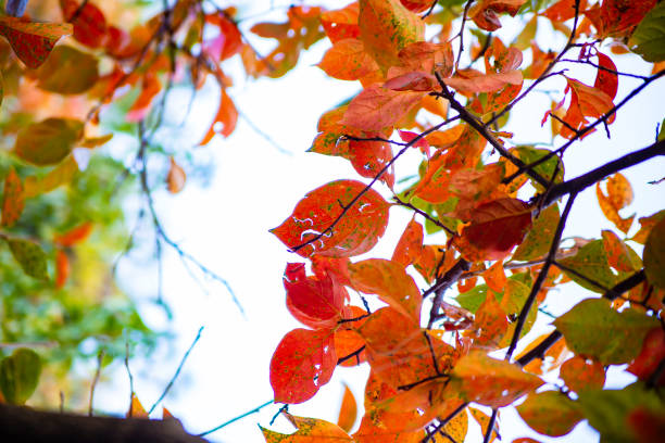 Experience the breathtaking beauty of Swat Valley in autumn, where nature paints the landscape in vibrant shades of red, orange, and gold. As the season unfolds, trees and leaves create a stunning display against the valley's majestic backdrop. Each image captures the enchanting colors of fall, inviting you to witness the serene and picturesque landscapes of this magical valley. Whether you're drawn to the fiery hues of the trees or the golden leaves blanketing the ground, these photographs showcase the rich tapestry of autumn in Swat Valley.