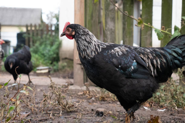istock Chickens on a rural farm. Agriculture. Poultry breeding. Breeding chickens. 2182507172