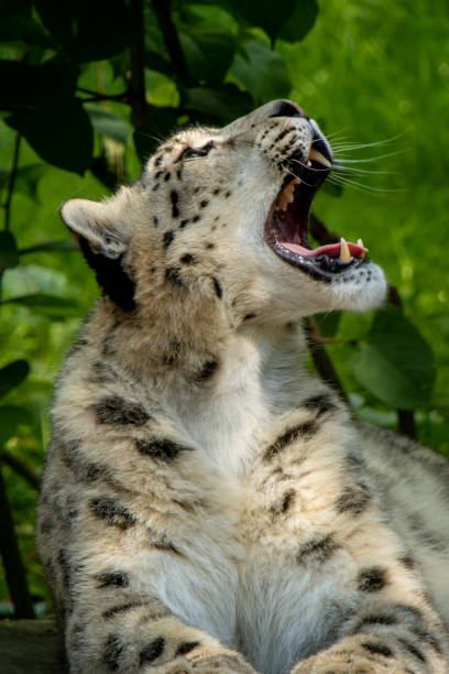 istock Close up of snow leopard with baby resting on a rock 2182507724