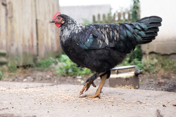 istock Chickens on a rural farm. Agriculture. Poultry breeding. Breeding chickens. 2182507867