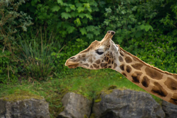 istock Close-up on the head of a giraffe. African giraffe 2182508026