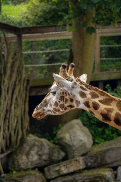 istock Close-up on the head of a giraffe. African giraffe 2182508073